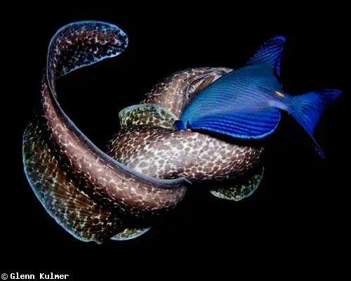 moray wrapped around fish
