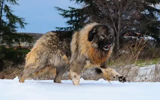 Caucasian Ovcharka