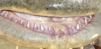 catfish image showing teeth