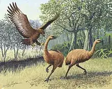 moa and eagle