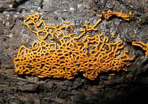 slime mold