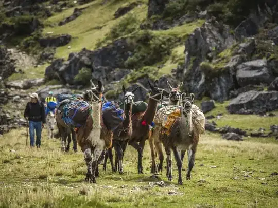 pack llamas