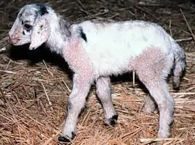 geep (goat-sheep chimera) geep
